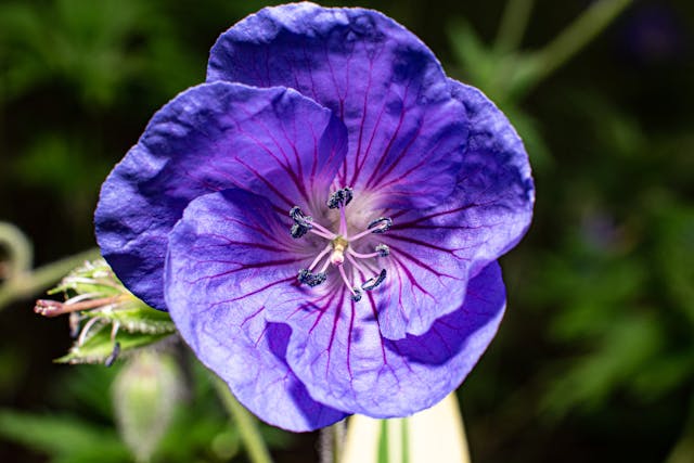 Geranium Rozanne: Why Gardeners Love This Plant  Annie's Annuals &  Perennials