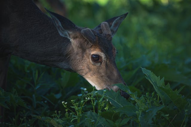 Do Deer Eat Sedum? Which Varieties Survive Best  Annie's Annuals &  Perennials