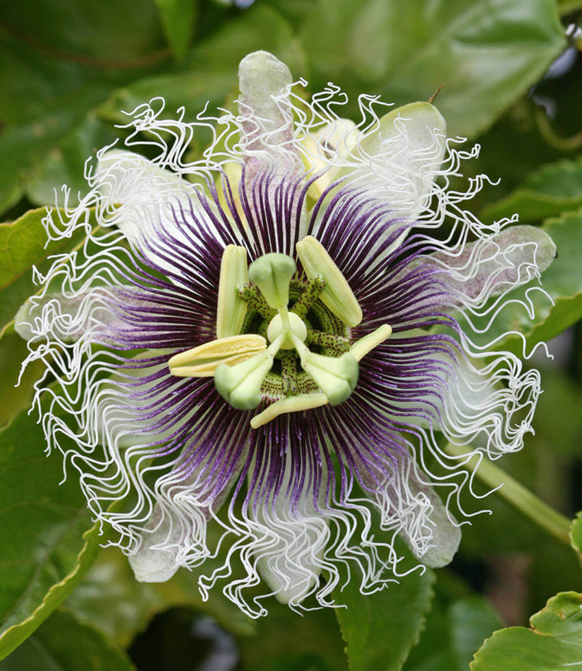 Passiflora - Passion Flower Vine  Annie's Annuals & Perennials