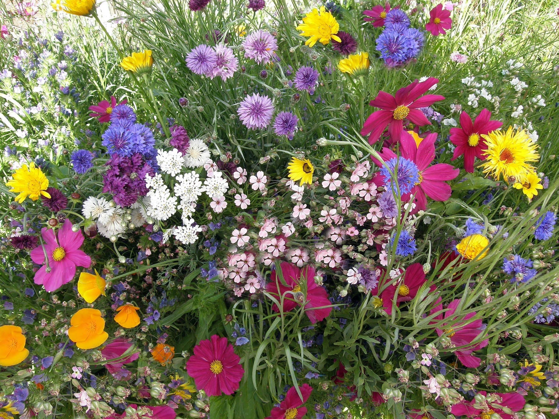 Seed Packets for the Garden | Annie's Annuals