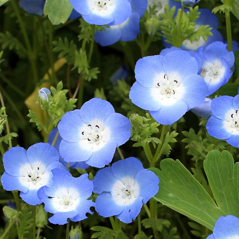 Nemophila – Annie's Annuals & Perennials