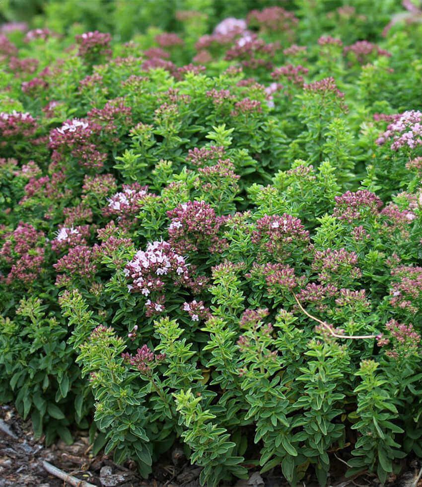 Origanum vulgare - Oregano 'Compacta Nana' Annie's Annuals Annie's Annuals and Perennials