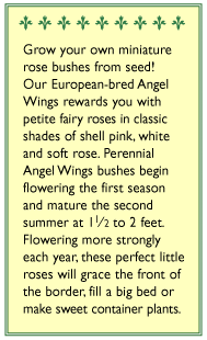 Angel Wings miniature rose seed packet planting information