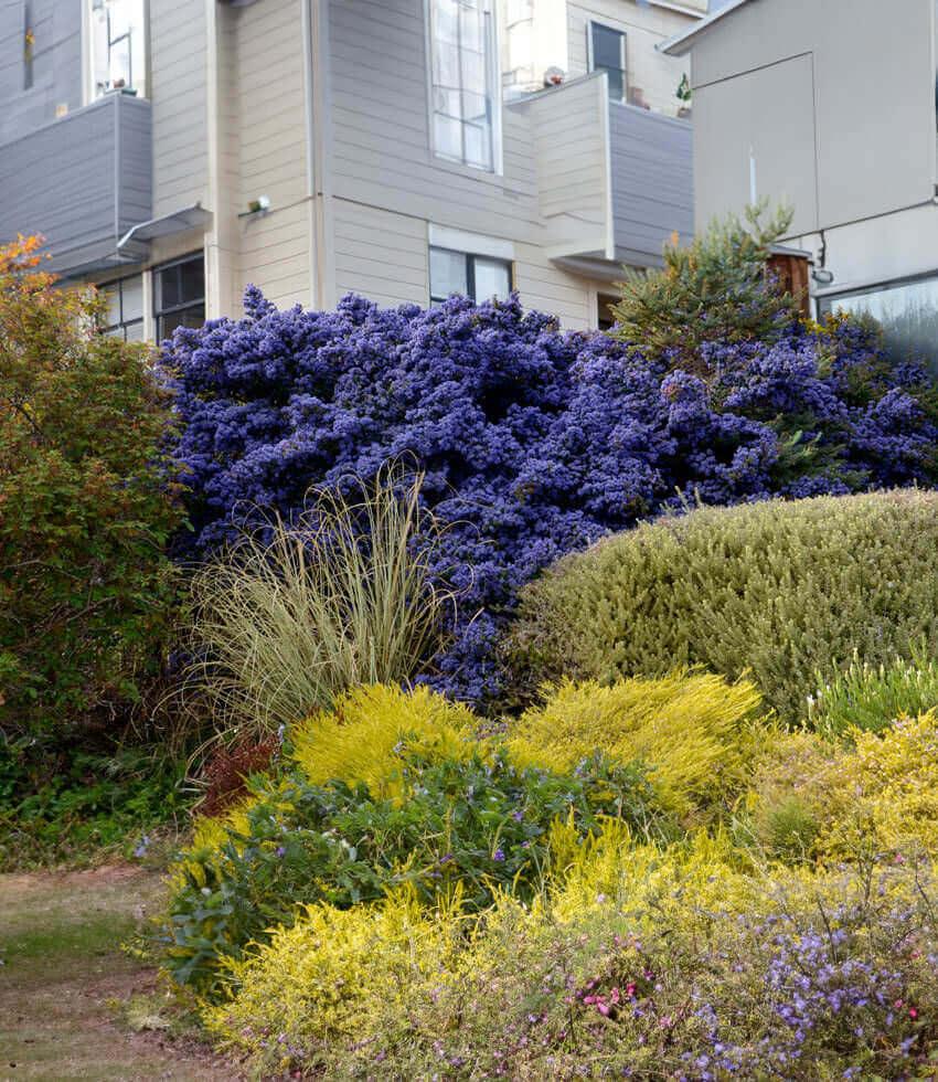 Ceanothus 'Julia Phelps' | California Lilac Shrub | Annie's