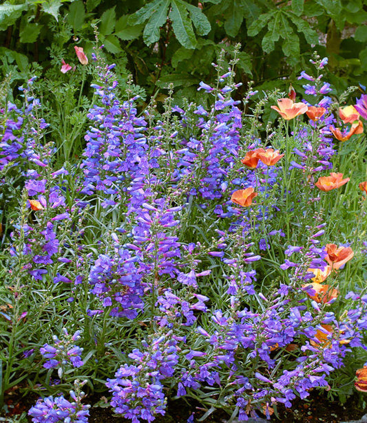 Penstemon heterophyllus - Blue Springs Foothill Penstemon