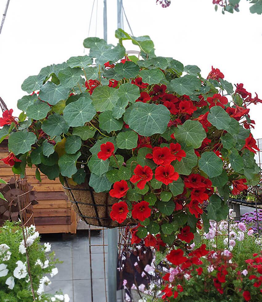 nasturtium hanging plant Nasturtium 'Empress of India' | Crimson Nasturtium