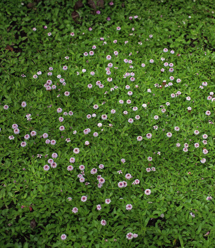 Lippia repens Annie's Annuals Annie's Annuals and Perennials