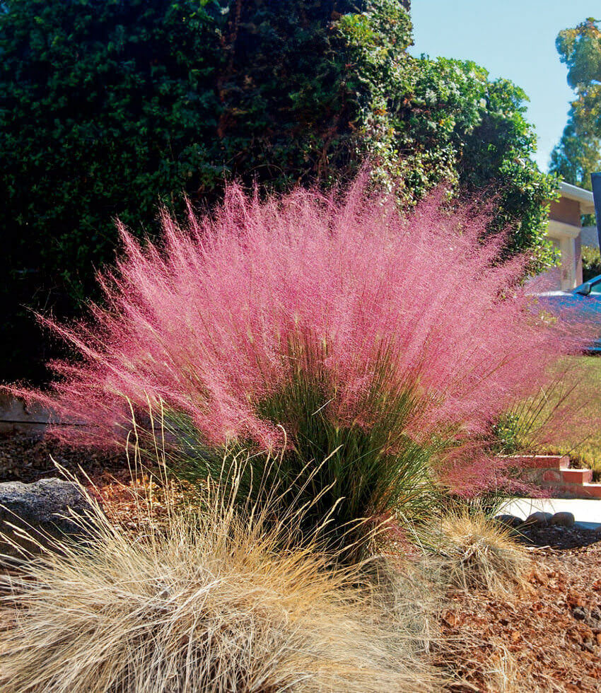Muhlenbergia Capillaris Annie's Annuals Annie's Annuals and Perennials