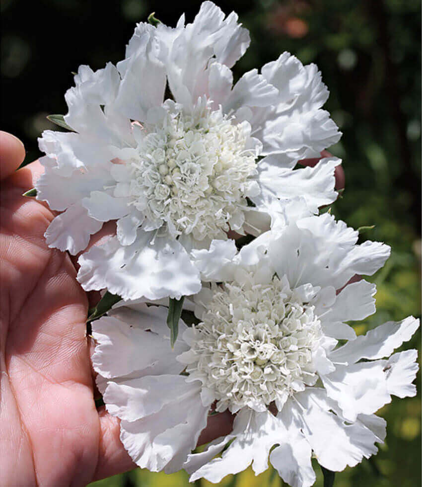 Scabiosa caucasica - Perfecta Alba Annie's Annuals Annie's Annuals and Perennials