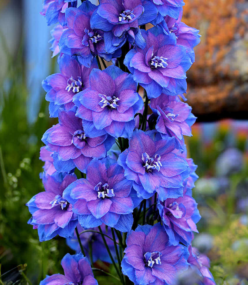 アーモンドフラワーHARDY AMIES 英国王室御用達サファイアブルー Delphinium elatum 'Blue Lace' | Blue Delphinium | Annie's Annuals