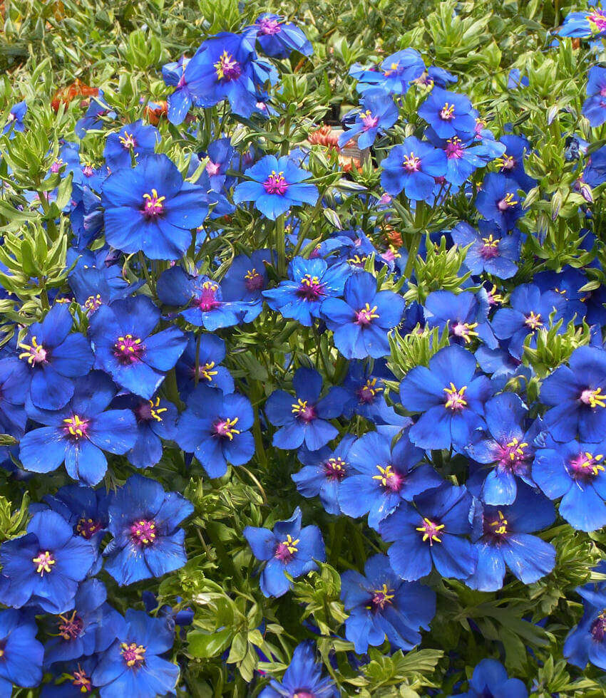 Anagallis Monellii Annie's Annuals Annie's Annuals and Perennials
