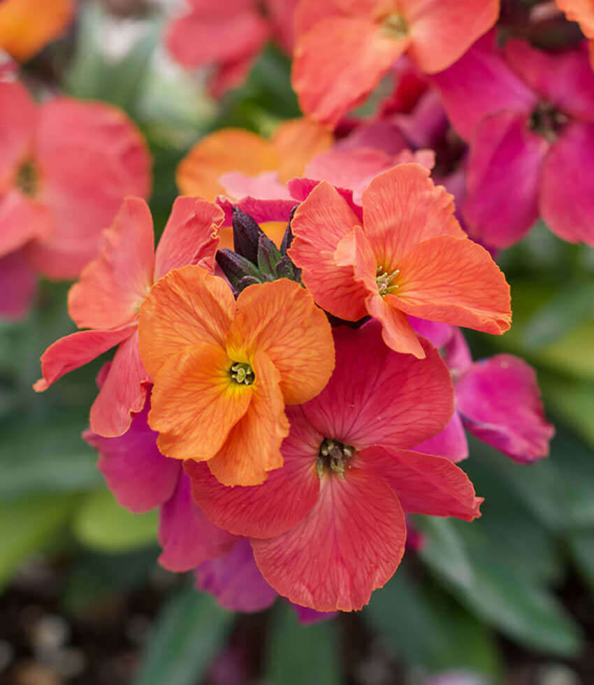 Erysimum 'Winter Orchid' | Purple Wallflower