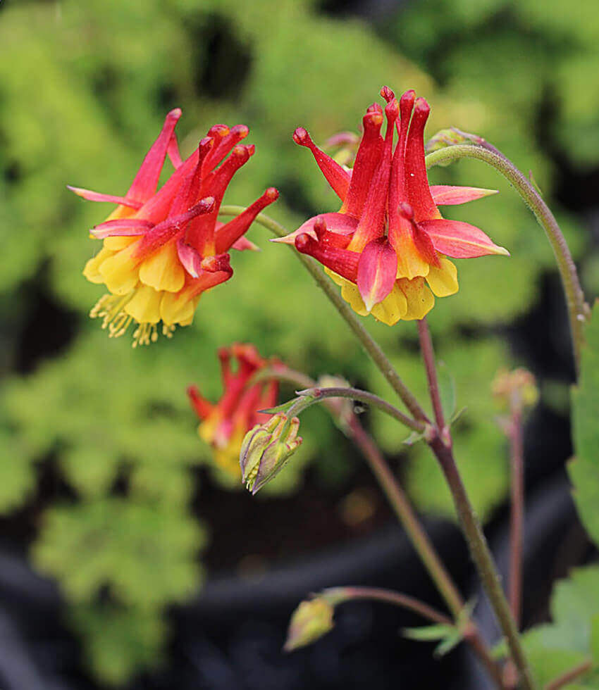 Aquilegia chrysantha - Flore Pleno Annie's Annuals Annie's Annuals and Perennials