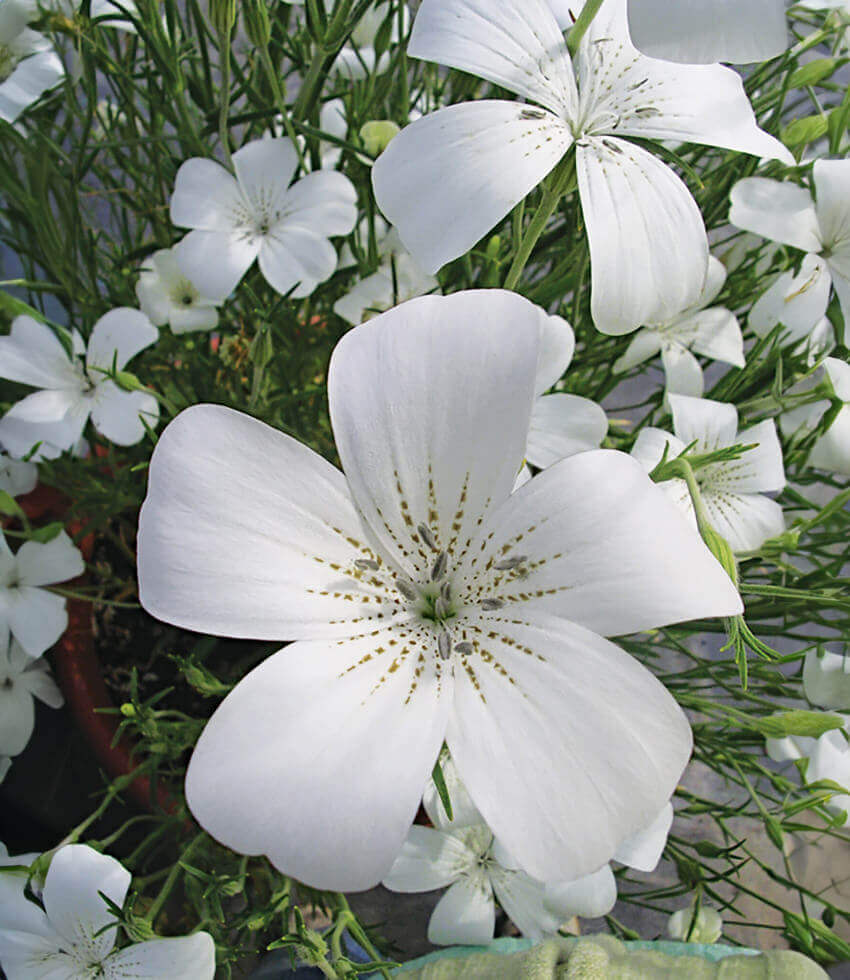 Agrostemma - Ocean Pearls Annie's Annuals Annie's Annuals and Perennials
