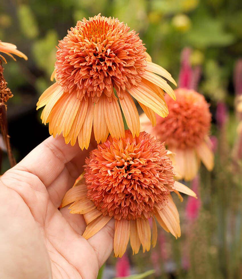 Echinacea 'Cantaloupe' | Orange Coneflower Perennial