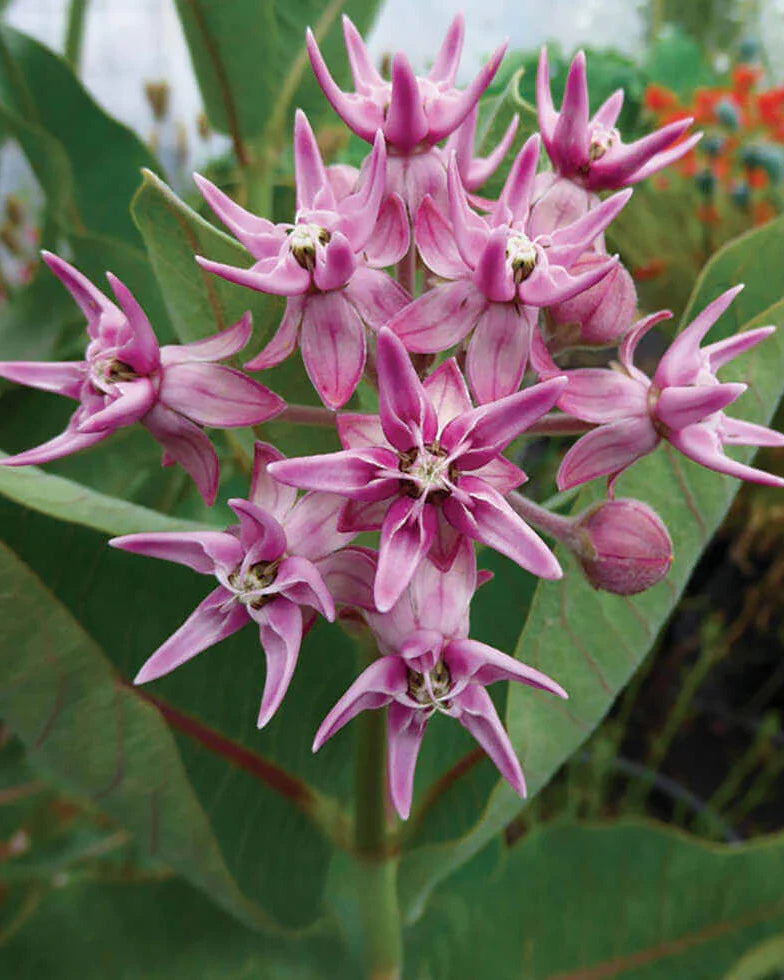 Asclepias speciosa