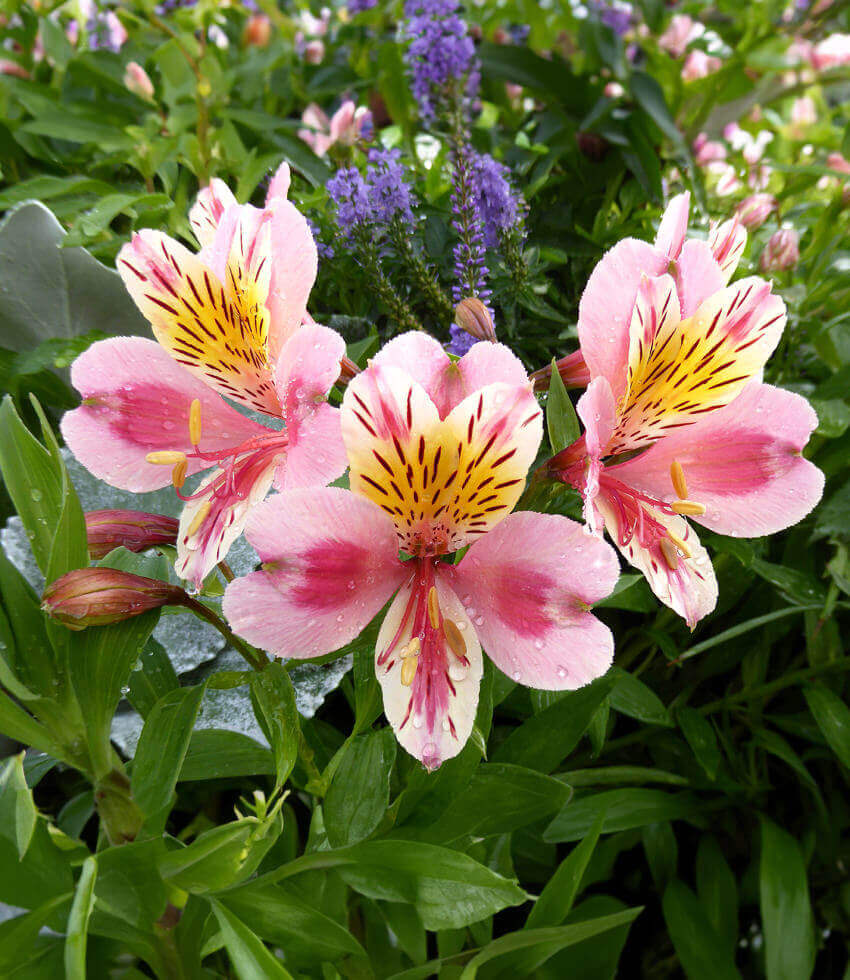 Alstroemeria - Tricolor Annie's Annuals Annie's Annuals and Perennials