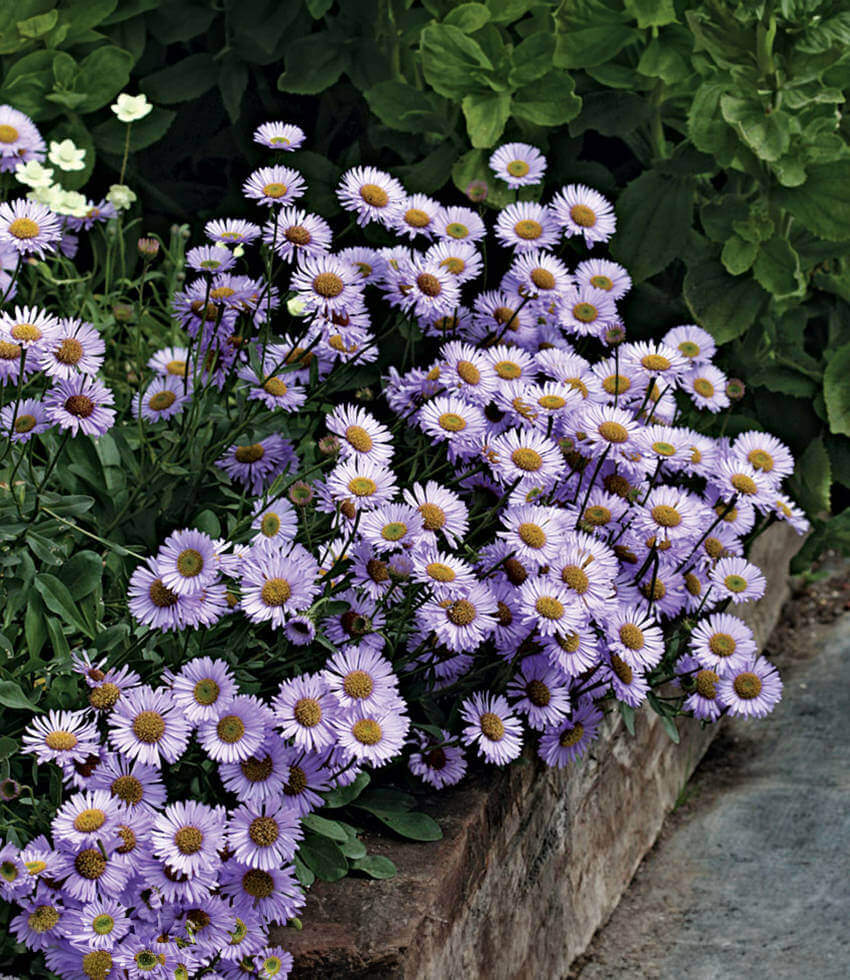 Erigeron Glaucus - Wayne Roderick Annie's Annuals Annie's Annuals and Perennials