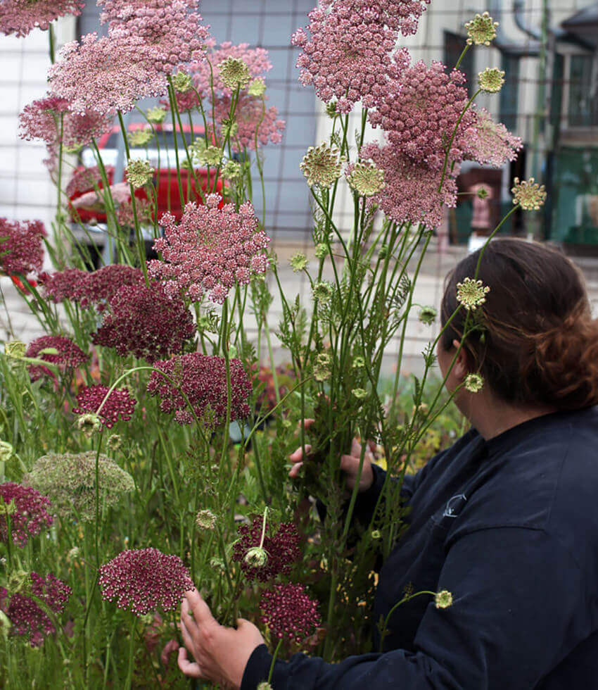 Daucus carota - Dara Annie's Annuals Annie's Annuals and Perennials
