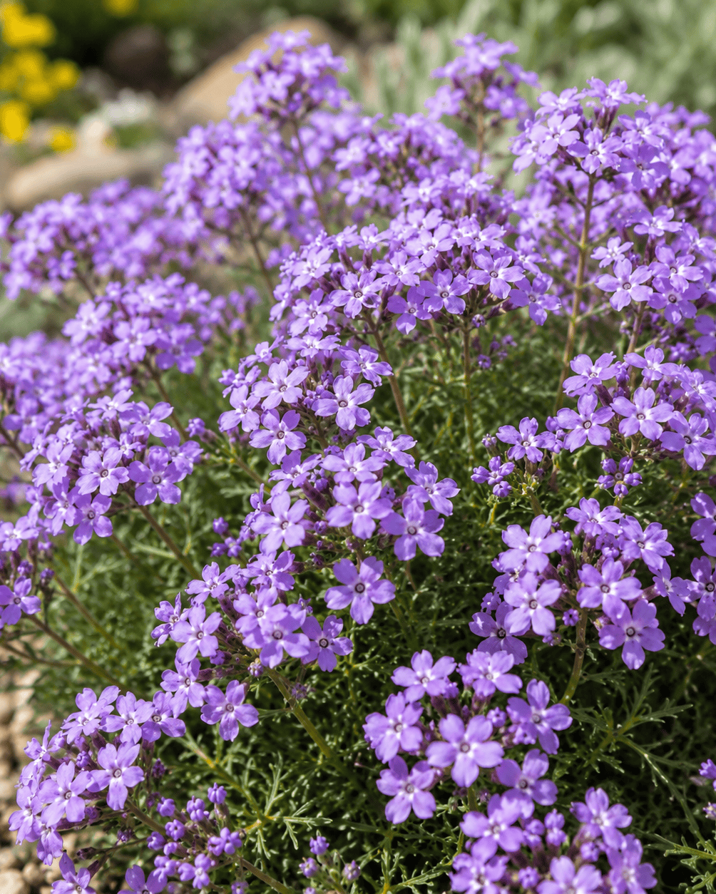 Verbena lilacina 'De La Mina' | Cedros Island Verbena | Annie's Annuals Annie's Annuals Annie's Annuals and Perennials
