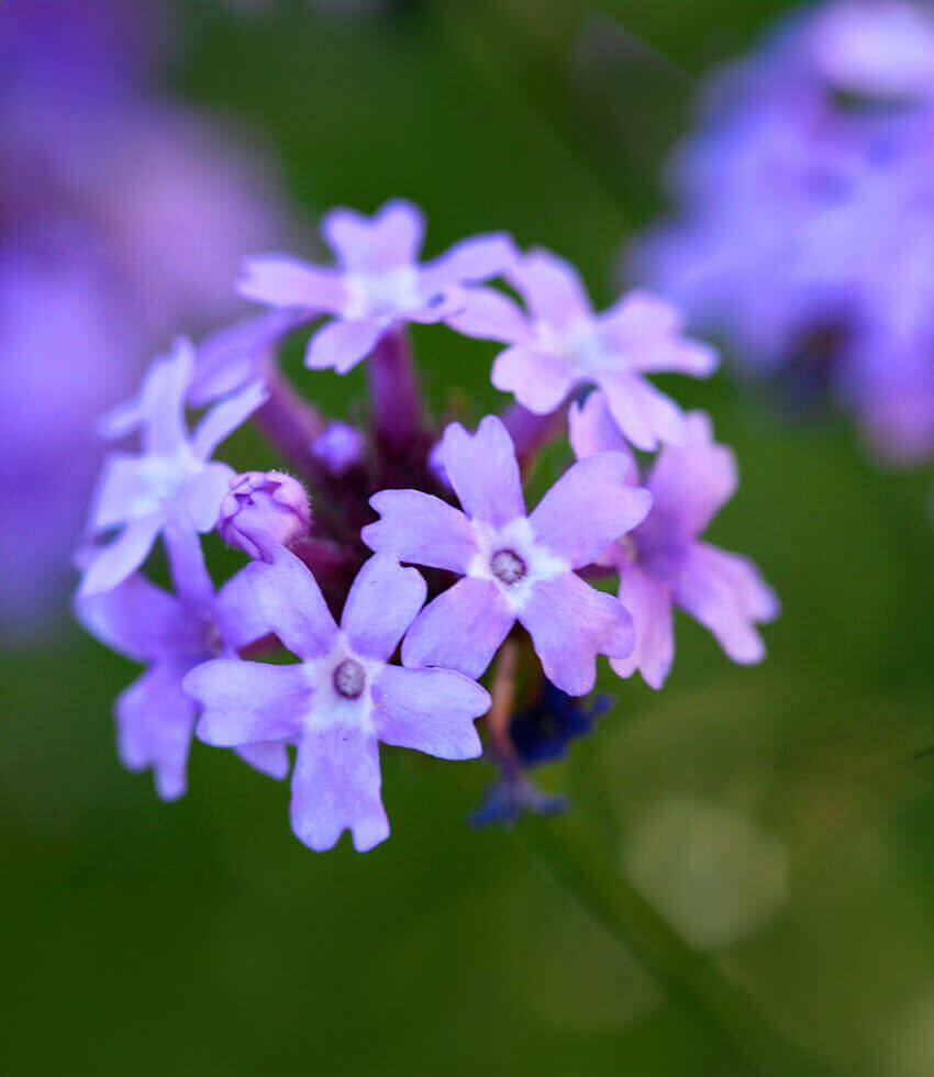 Verbena Lilacina - De La Mina Annie's Annuals Annie's Annuals and Perennials