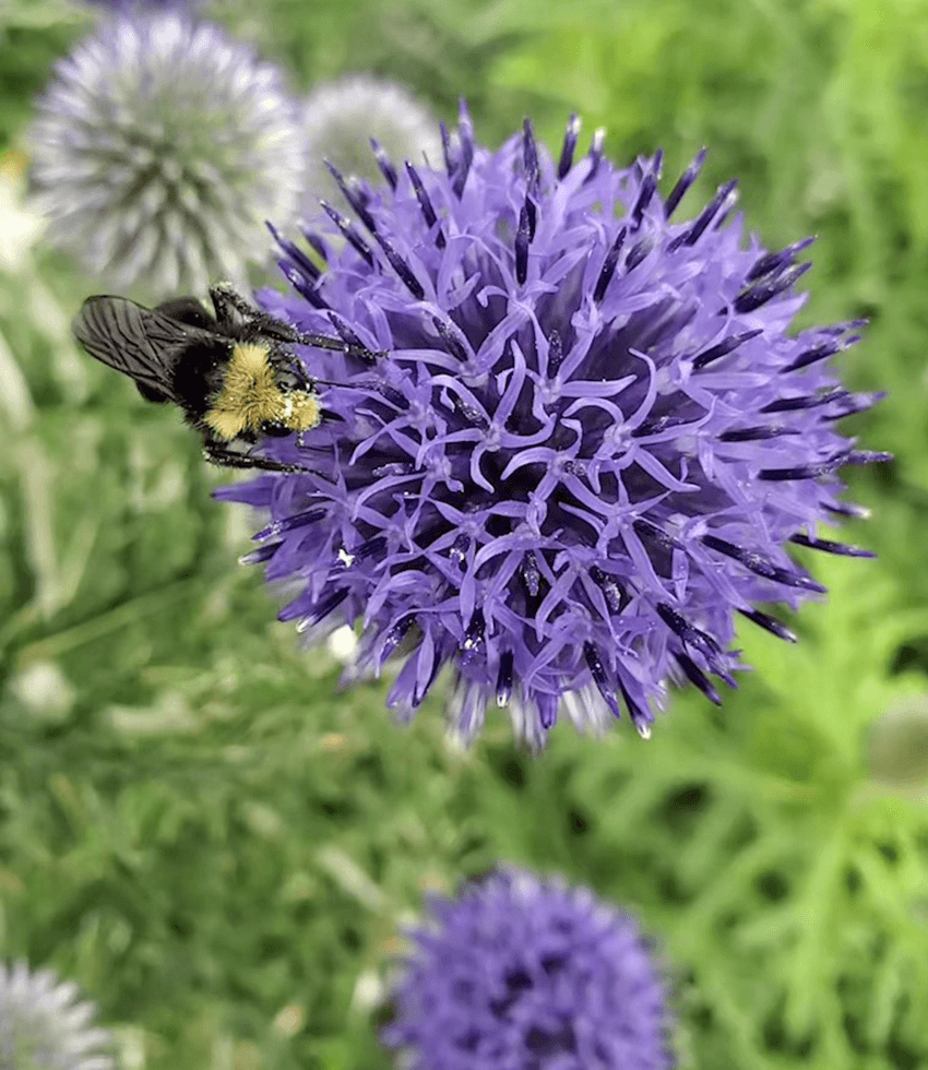 Echinops Ritro Ruthenicus Annie's Annuals Annie's Annuals and Perennials