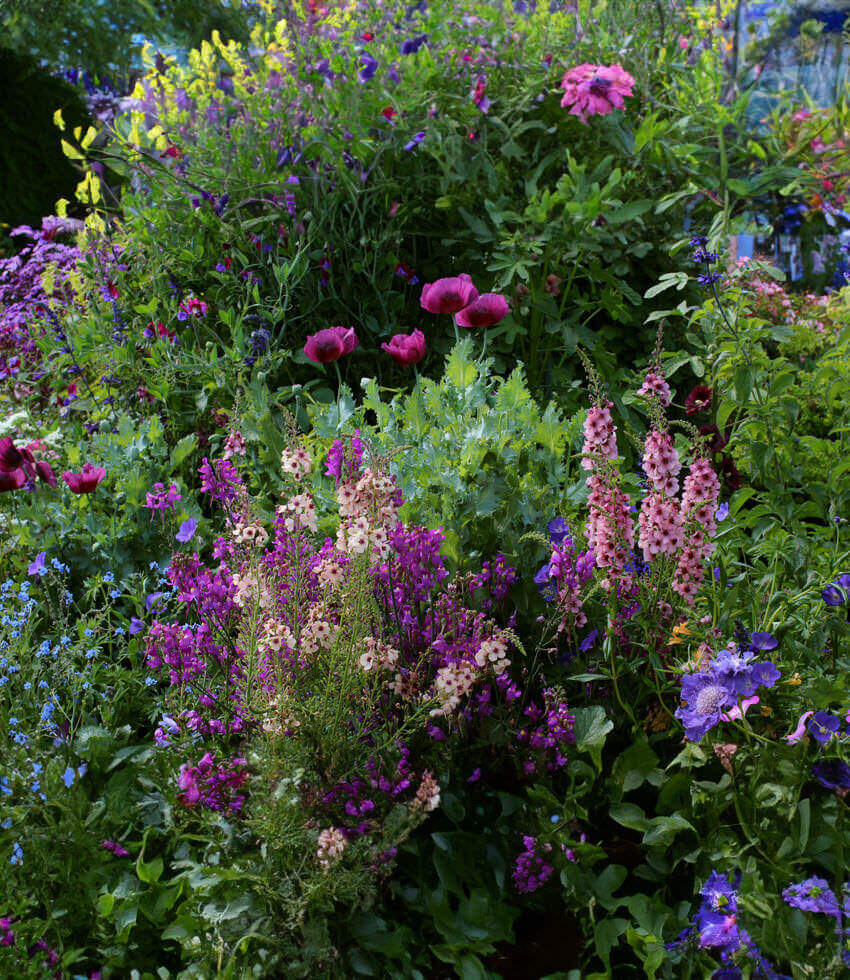 Verbascum Hybrid - Southern Charm Annie's Annuals Annie's Annuals and Perennials
