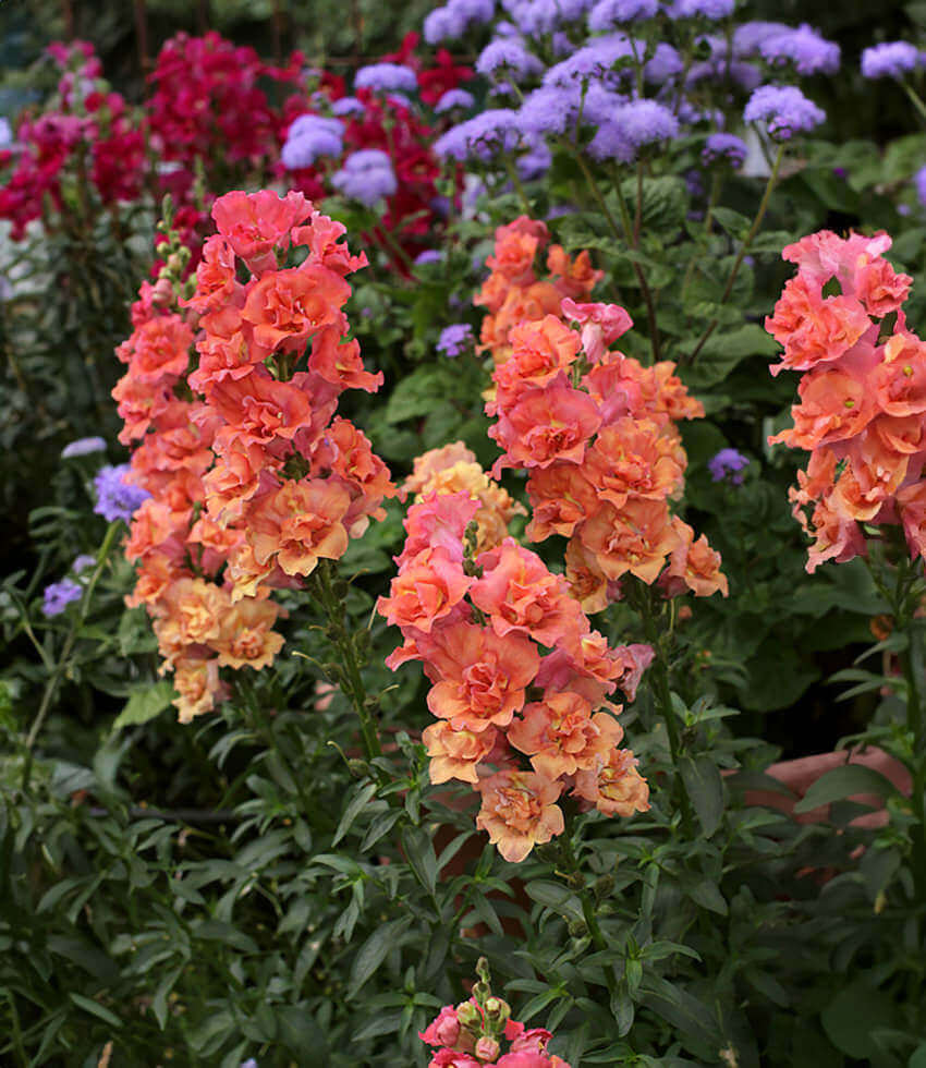 Antirrhinum majus 'Double Azalea Bronze' | Ruffled Snapdragon