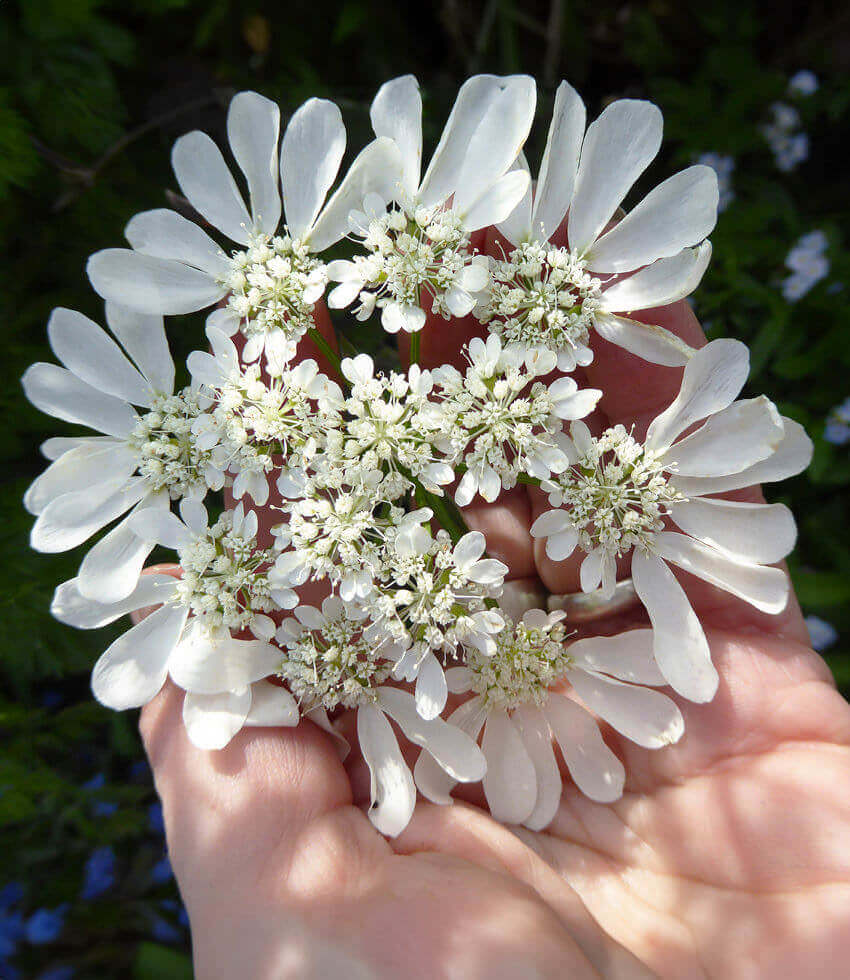 Orlaya grandiflora Annie's Annuals Annie's Annuals and Perennials