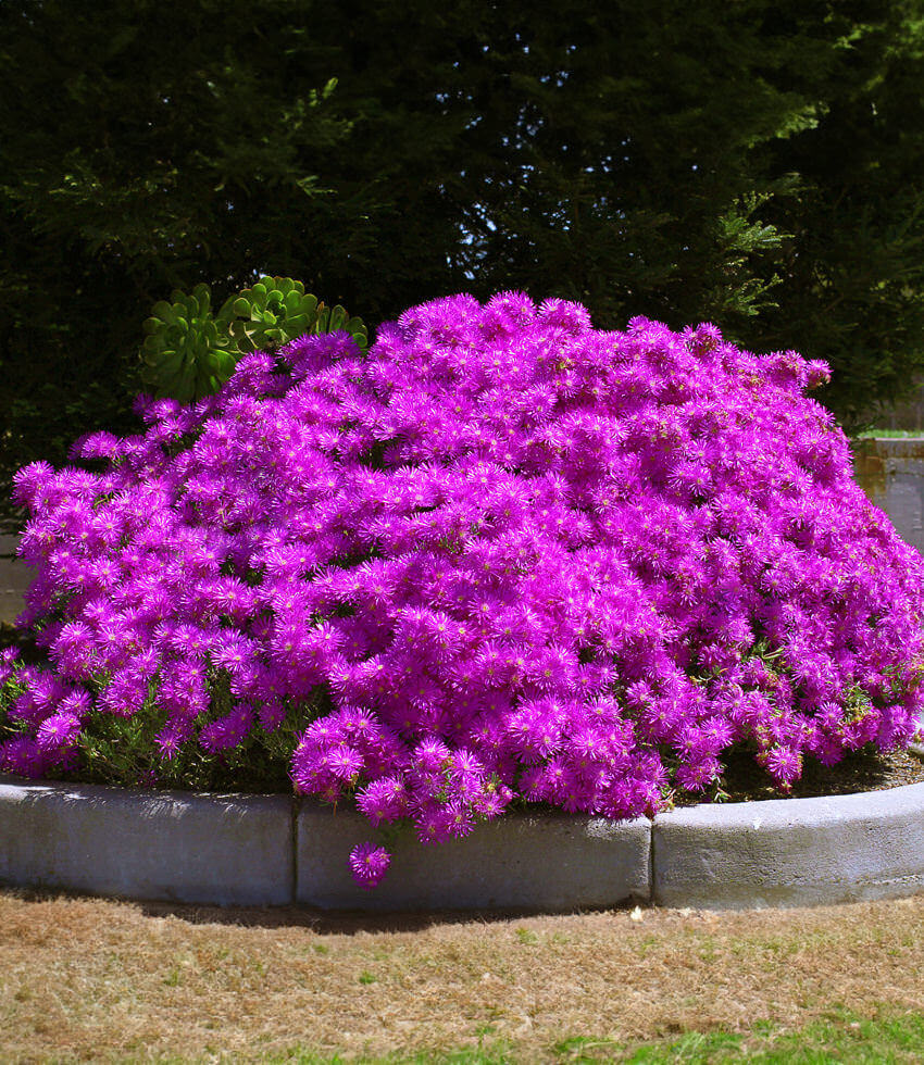 Lampranthus Sp. - Pink Kaboom Annie's Annuals Annie's Annuals and Perennials
