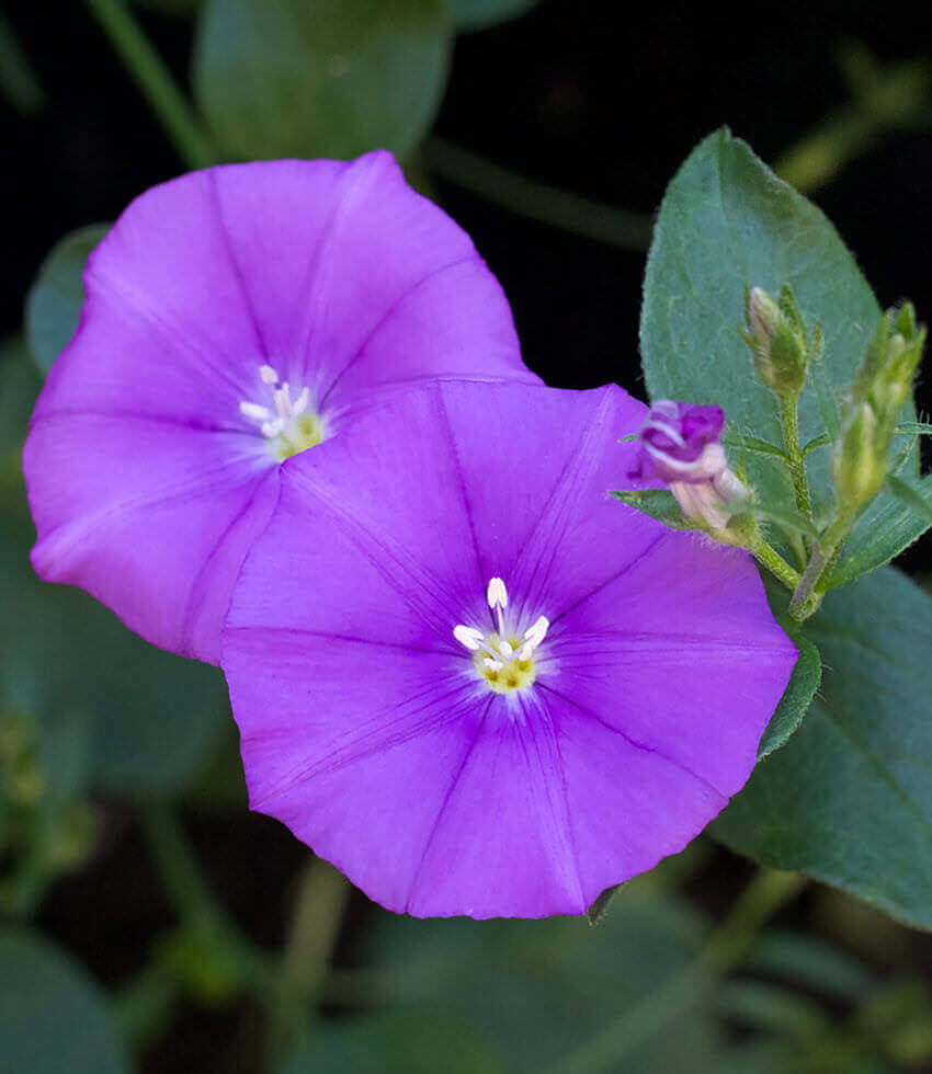 Convolvulus Sabatius Annie's Annuals Annie's Annuals and Perennials