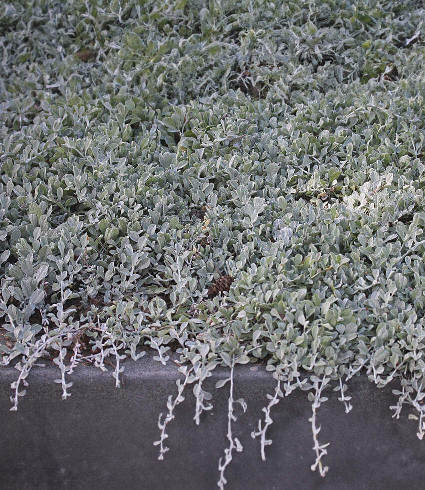 Lessingia Filaginifolia - Silver Carpet Annie's Annuals Annie's Annuals and Perennials