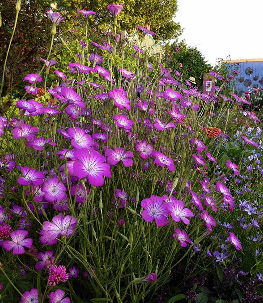 Agrostemma - Milas Annie's Annuals Annie's Annuals and Perennials