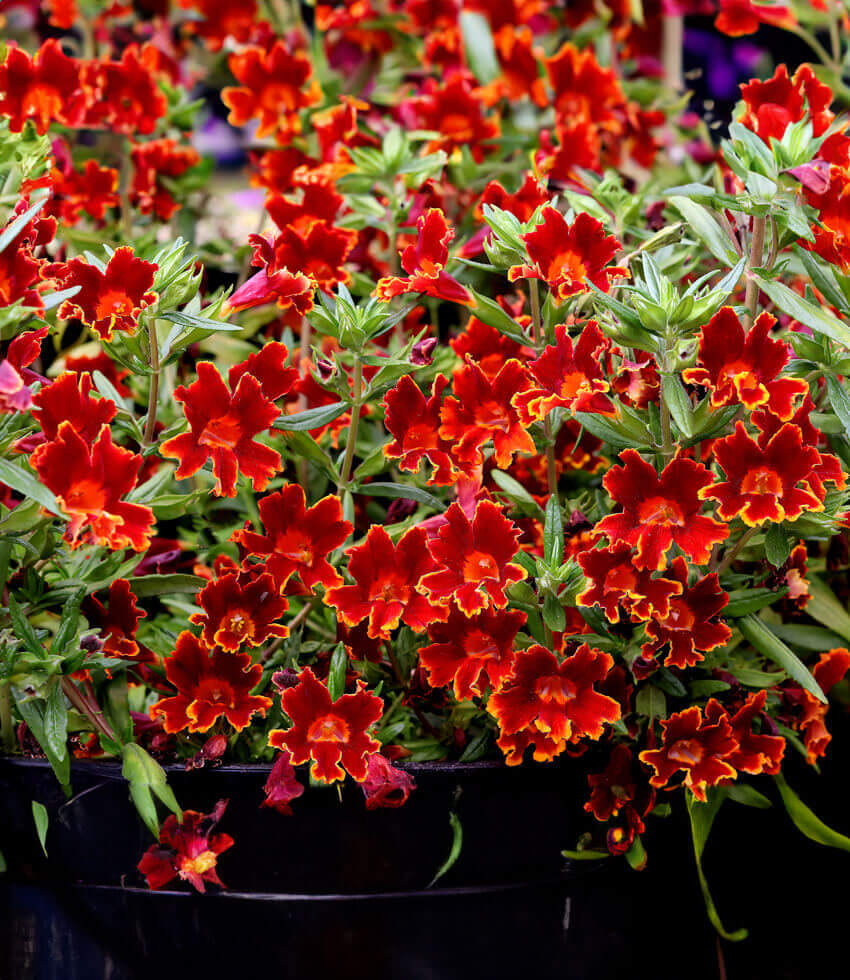 Mimulus - Jelly Bean Fiesta Marigold Annie's Annuals Annie's Annuals and Perennials