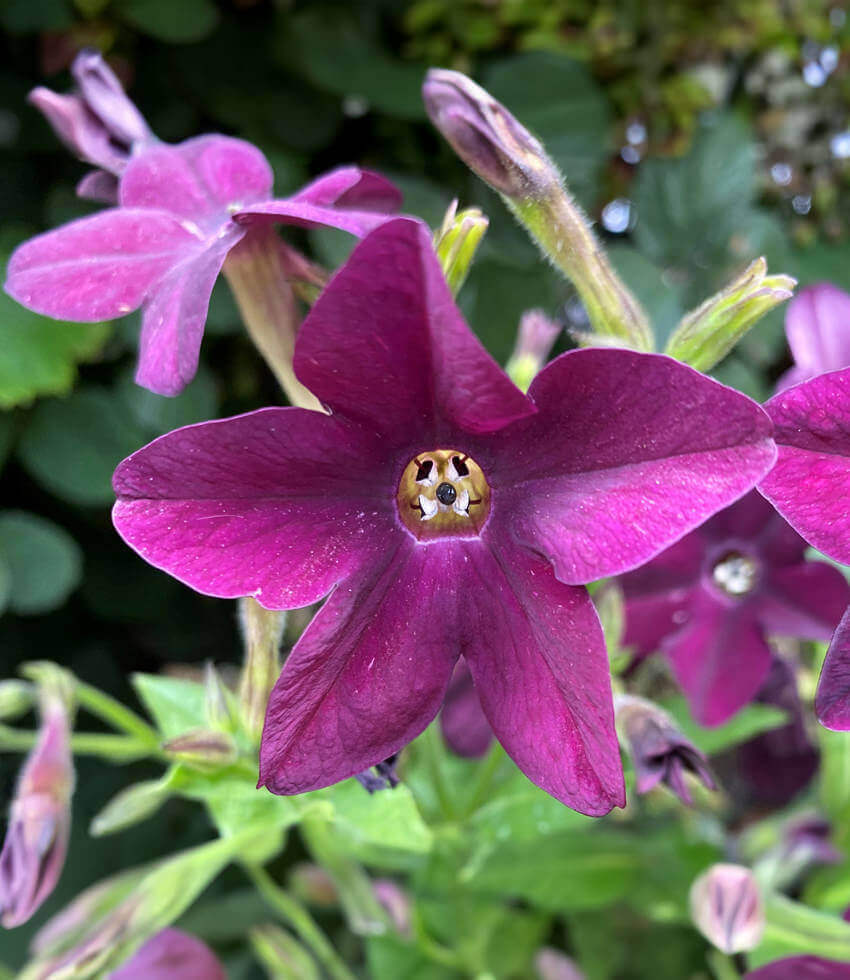 Nicotiana Alata - Deep Purple Annie's Annuals Annie's Annuals and Perennials
