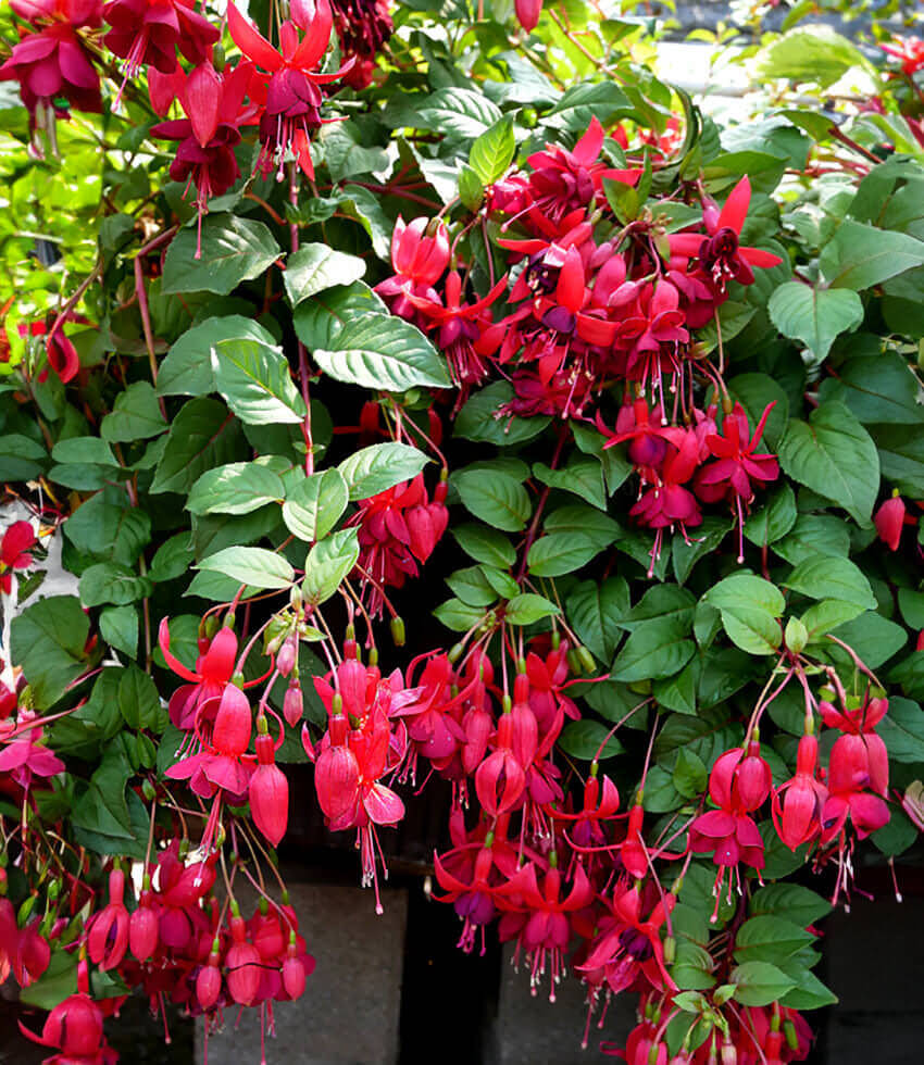 Fuchsia - Santa Cruz Annie's Annuals Annie's Annuals and Perennials