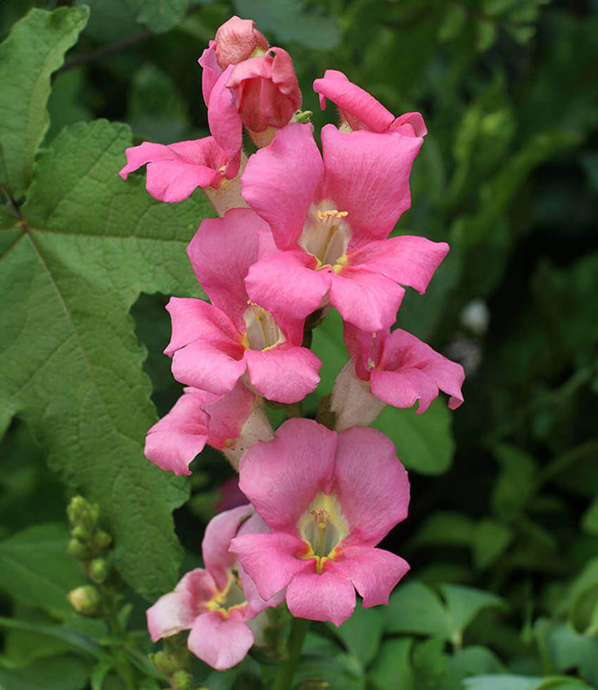 Antirrhinum majus - Chantilly Pink Annie's Annuals Annie's Annuals and Perennials