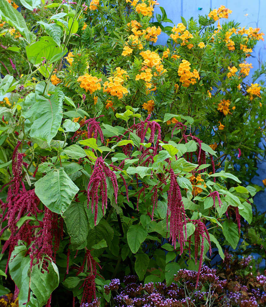 Amaranthus caudatus