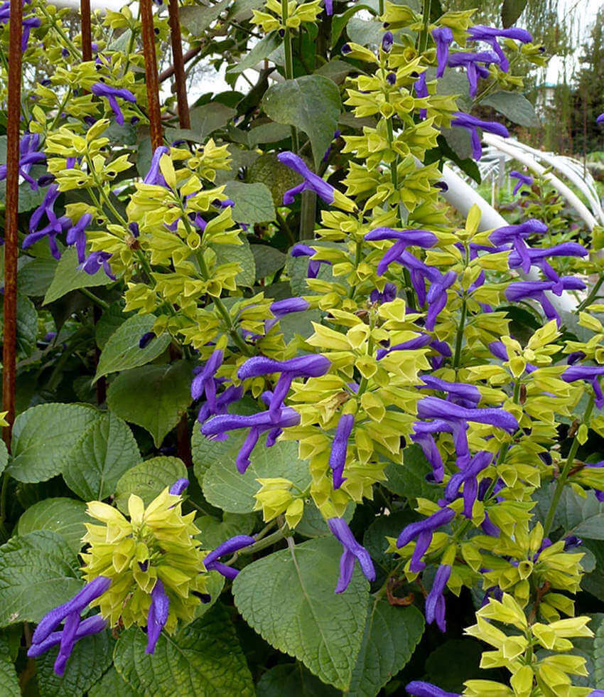 フラワー・ガーデニング Agave montana 'Lime Flash' 67 Salvia mexicana 'Limelight' | Mexican Sage Perennial | Annie's