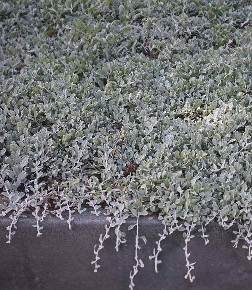 Lessingia Filaginifolia - Silver Carpet Annie's Annuals Annie's Annuals and Perennials