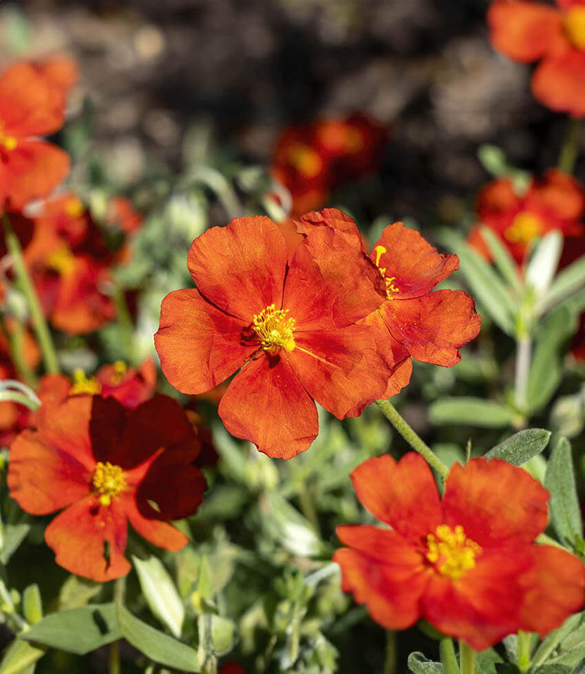Helianthemum nummularium - Henfield Brilliant Annie's Annuals Annie's Annuals and Perennials