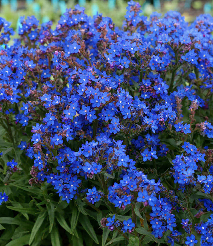 Anchusa capensis - Blue Angel Annie's Annuals Annie's Annuals and Perennials