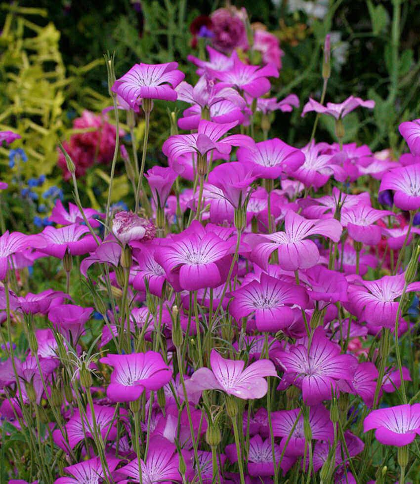 Agrostemma 'Milas' | Pink Corn Cockle Flower | Annie's Annuals