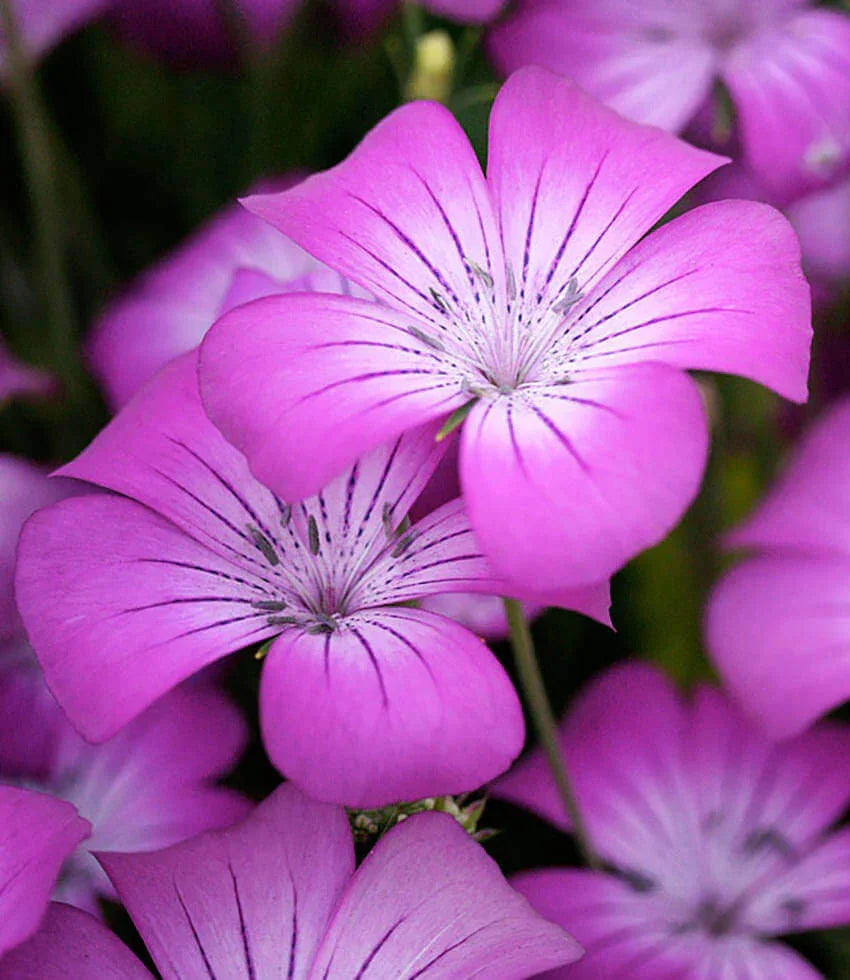 Agrostemma - Milas Annie's Annuals Annie's Annuals and Perennials