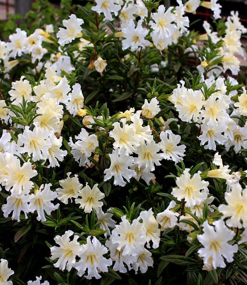 Mimulus Bifidus - White Annie's Annuals Annie's Annuals and Perennials