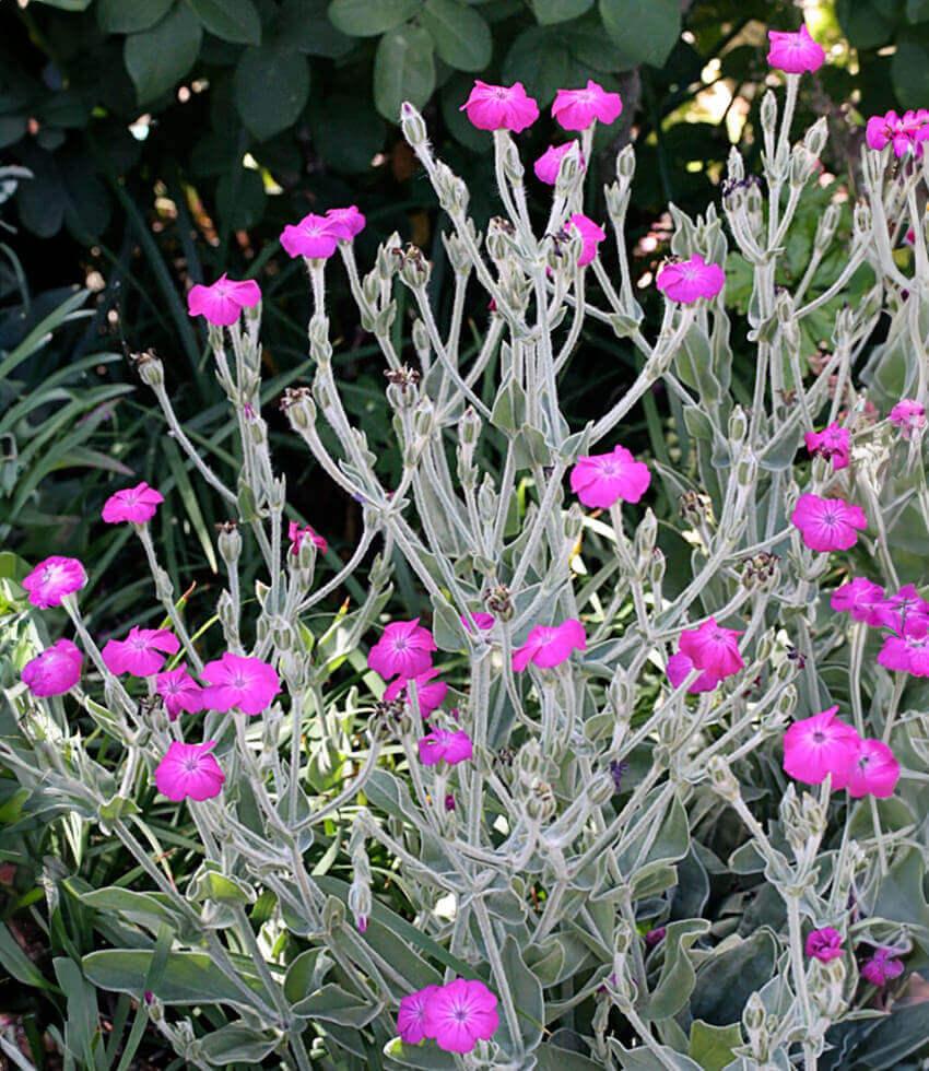 Lychnis coronaria | Rose Campion Perennial