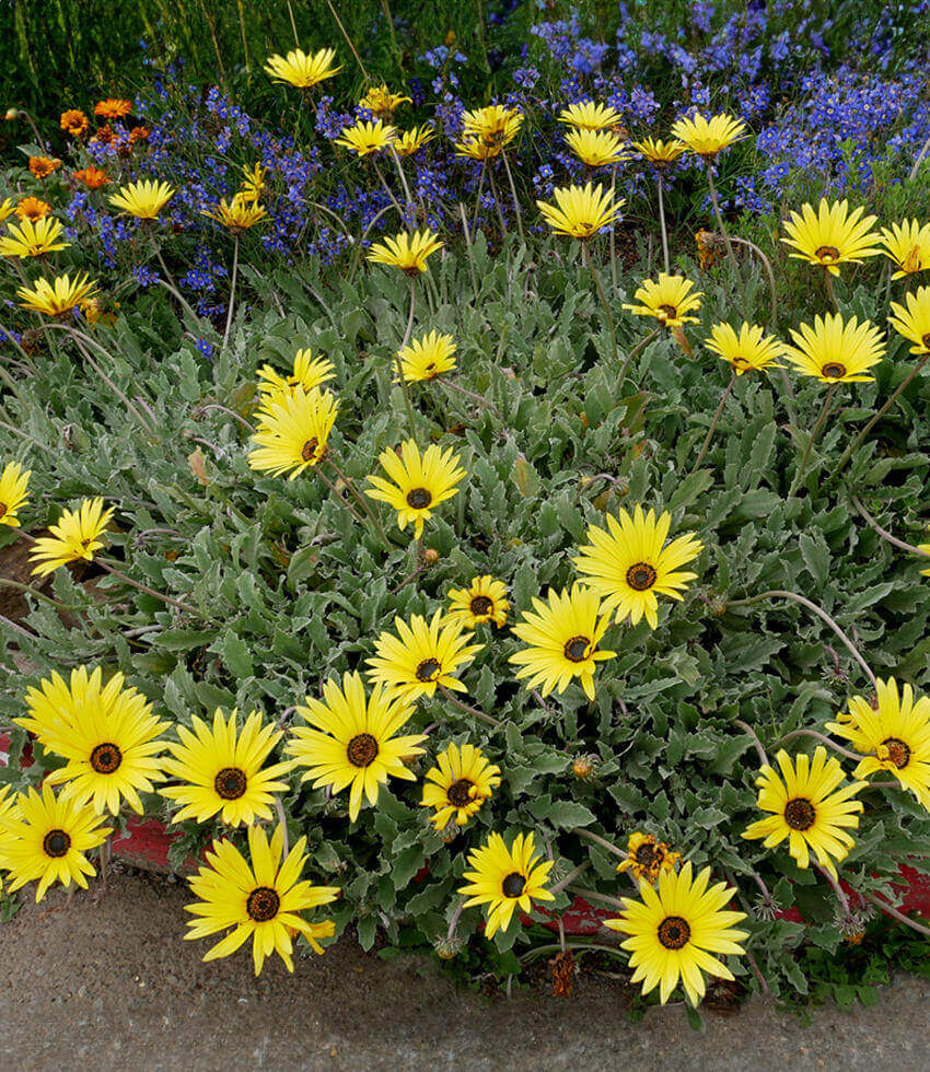Arctotis - Large Marge Annie's Annuals Annie's Annuals and Perennials