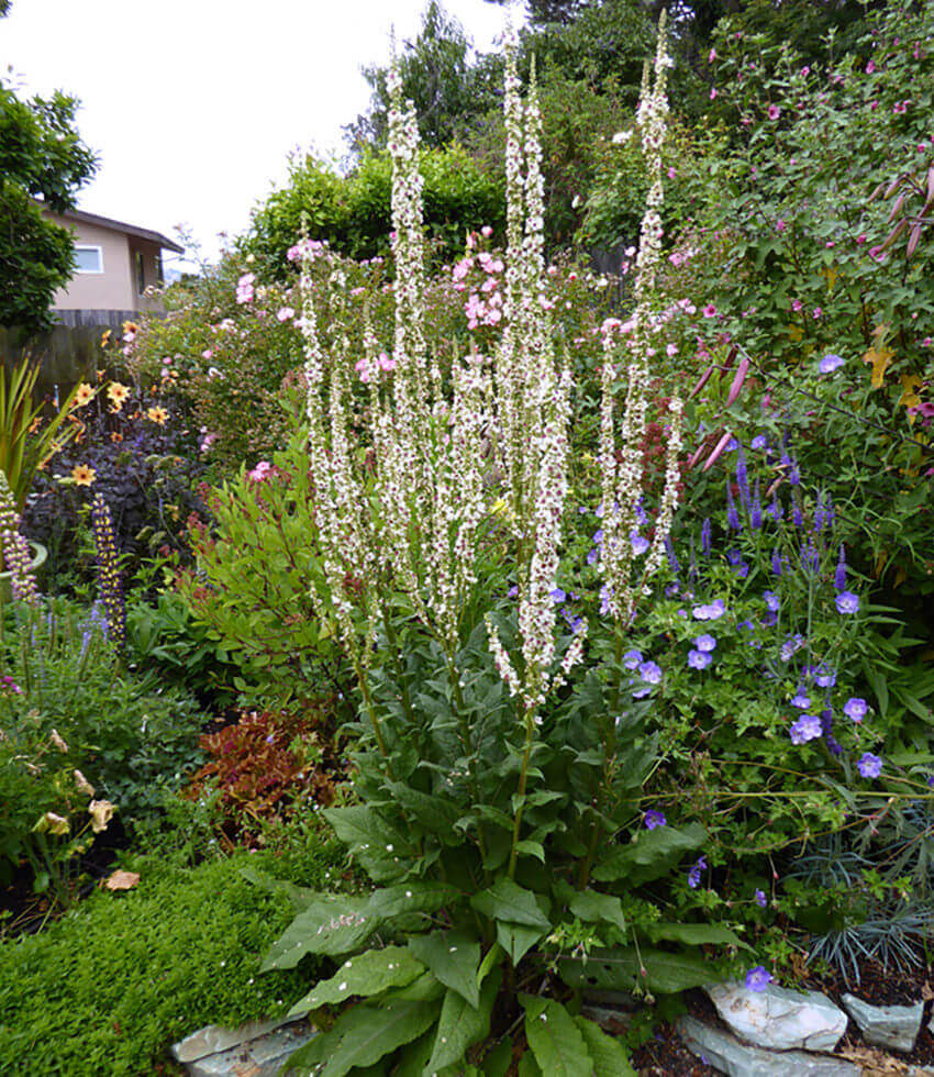Verbascum Chaixii - Wedding Candles Annie's Annuals Annie's Annuals and Perennials