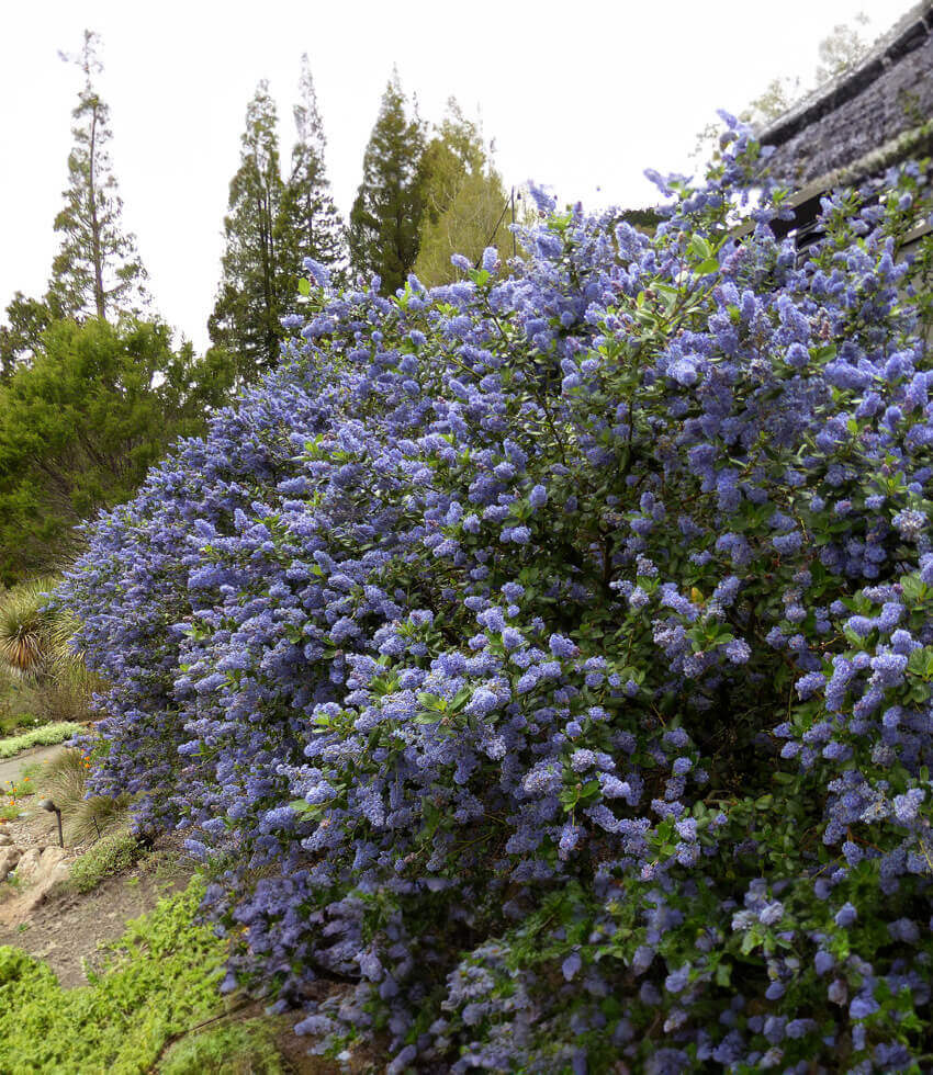 Ceanothus - Ray Hartman Annie's Annuals Annie's Annuals and Perennials
