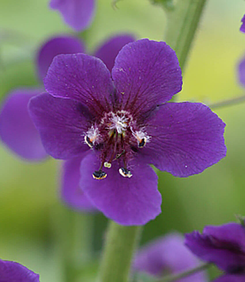 Verbascum phoeniceum - Violetta Annie's Annuals Annie's Annuals and Perennials